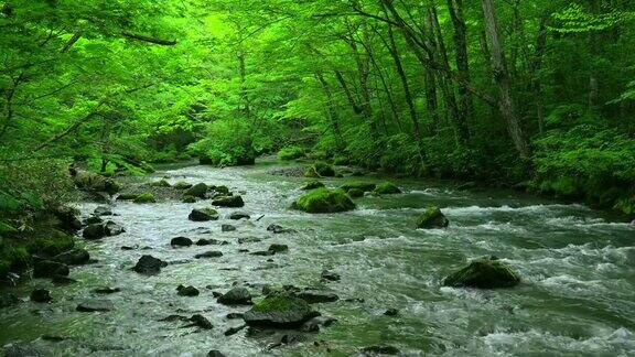 绿林中的小溪青森市磐濑河
