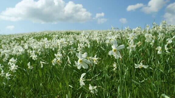 特写:田园诗般的景色空旷的草地上盛开着白色的水仙花