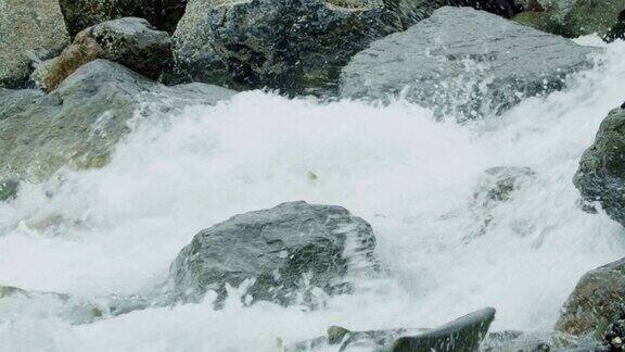鲑鱼跃上多岩石的河床顺着激流逆流而上