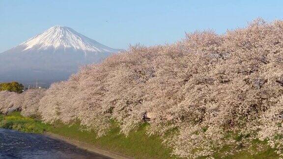 4k:日本富士山和樱花的风景