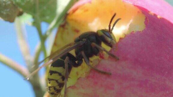 大黄蜂吃红苹果