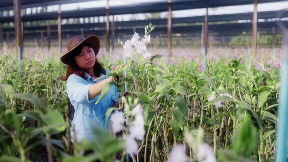 亚洲妇女农民使用技术数字平板行走通过兰花农场检查质量控制农业或农用工业