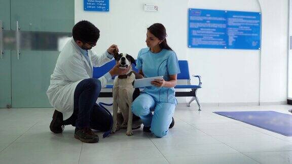 兽医检查混种犬助手在平板上做记录
