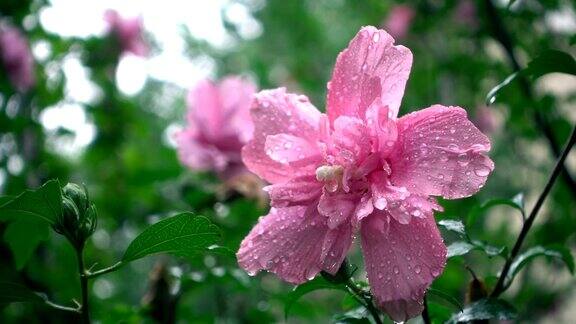 下雨天的芙蓉花