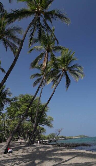 垂直视频椰子树在海滩和水
