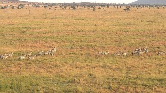 摄影:日落时分一大群斑马在草原上奔跑
