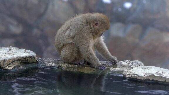 著名的雪猴在天然温泉里吃东西的慢镜头