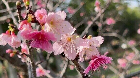 在冲绳县那霸市的一个公园里鲜红的樱花盛开
