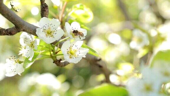 苹果树花的传粉