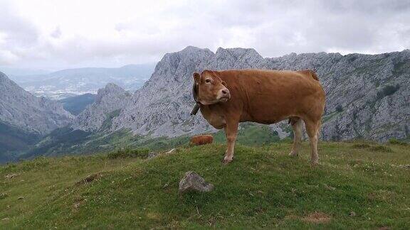 奶牛欣赏巴斯克山脉的景色