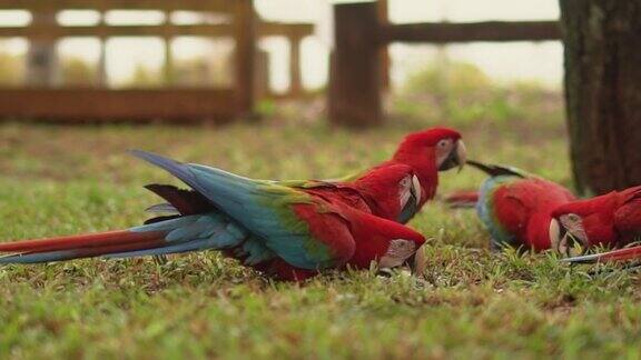 红绿相间的金刚鹦鹉五颜六色的漂亮鹦鹉坐在大自然的树上