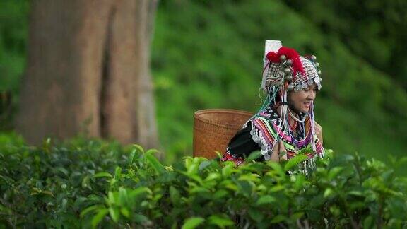 在泰国清迈的茶园梯田穿着传统服装的亚洲妇女用篮子收集茶叶
