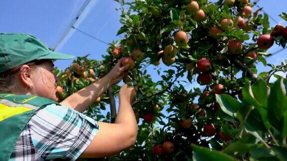 妇女收集成熟的红苹果