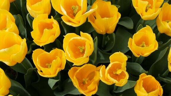 美丽的开放温柔的新鲜黄色郁金香在早春荷兰公园荷兰