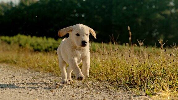 超级慢动作MS金毛寻回小狗在日落草地的土路上奔跑