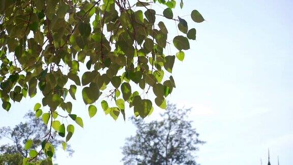 菩提树叶在风和阳光的两张照片