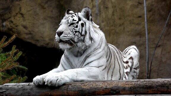 白虎躺在户外休息