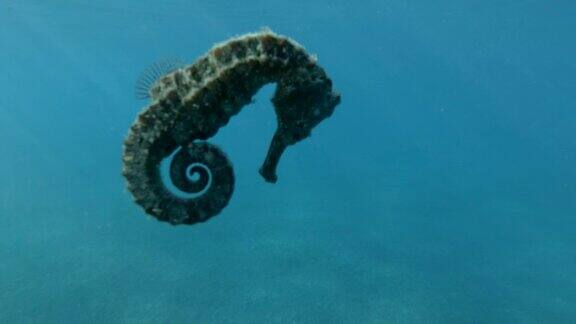 海马在阳光下的蓝色海水背景下慢慢地游泳慢动作水下拍摄