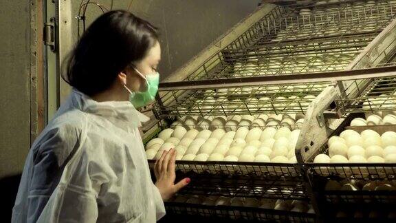 检验员在家禽养殖场检查孵化箱内的鸭蛋