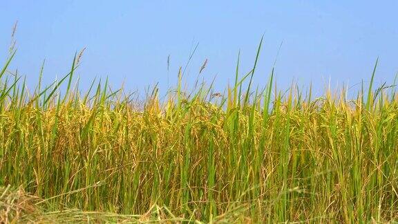 稻田上的风在蓝天的背景下美丽的绿色植物在农家农场为收获季节