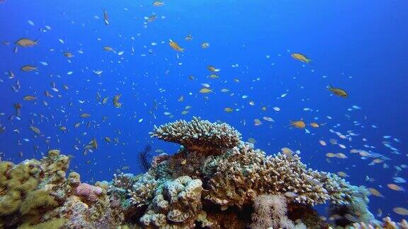 彩色鱼和硬珊瑚