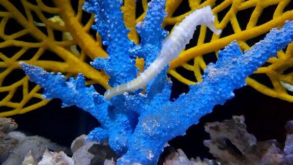 泰国普吉岛海水中的海马和五颜六色的珊瑚