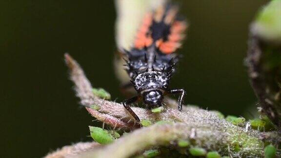 花衣瓢虫幼虫以蚜虫为食