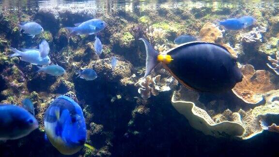 在其他鱼类中游动的蓝唐副棘鱼