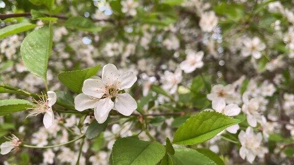 苹果树开着白花美丽的视频背景由木材与白色的花与空间的文字春季视频来自copyspace夏天新鲜的视频一个盛开的花园