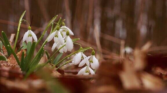 春雨期间森林中盛开着雪白的雪花莲花