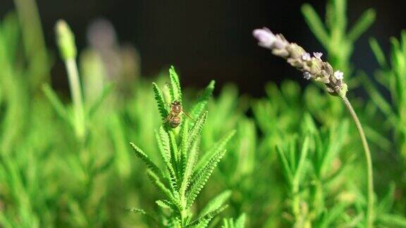 蜜蜂在春天的薰衣草花上