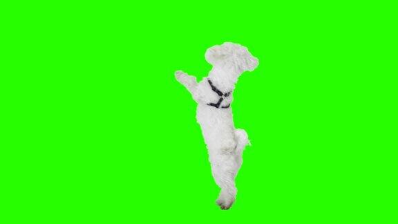 慢动作狗在绿色屏幕上跳舞