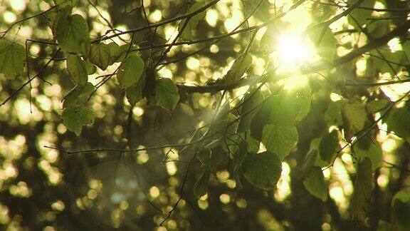 阳光照耀着森林里的绿叶放大