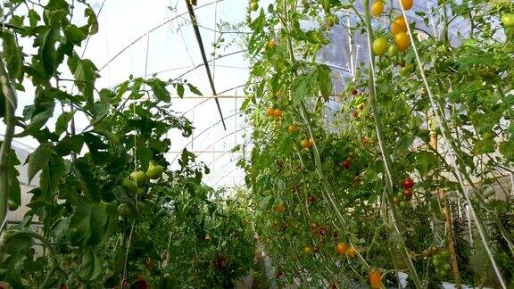 有机温室里的番茄园