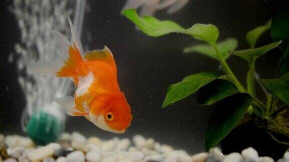 金鱼颜色鲜艳美丽的鱼可爱的水下宠物