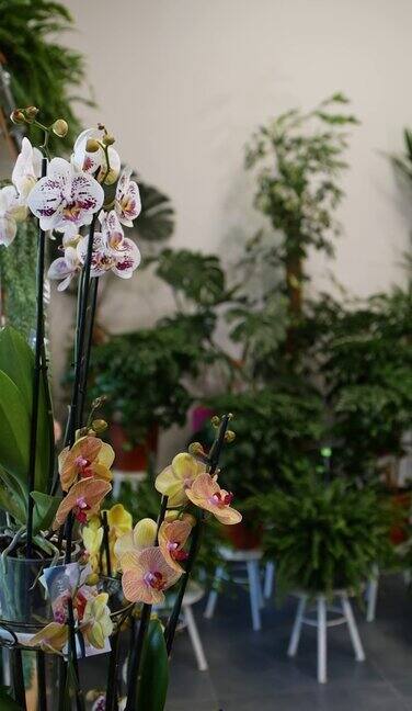 花店的花盆里有漂亮的白粉色和黄色的五颜六色的兰花