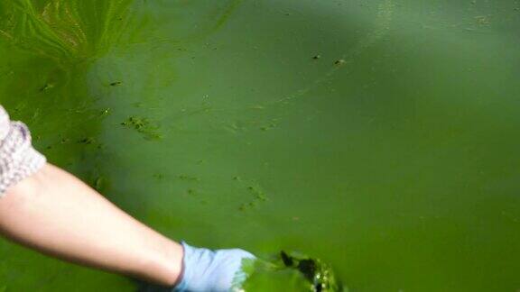 用手套舀满绿藻的河水让它顺流而下
