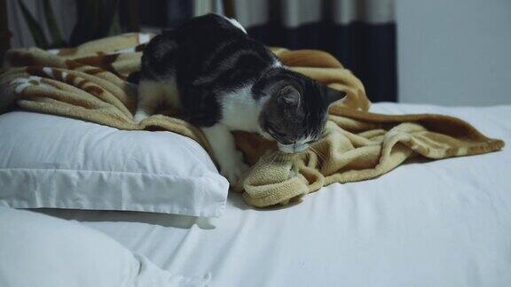 虎斑猫在床上揉毯子