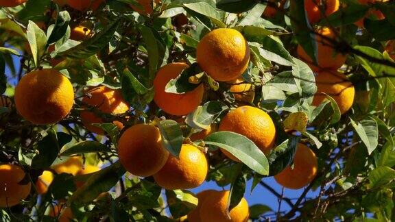 满树的柑橘近距离阳光明媚的马拉加4k