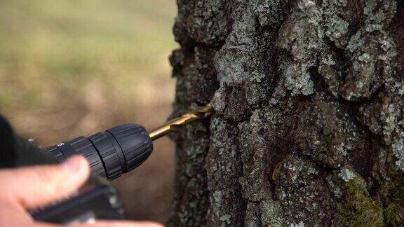 在自然界中收集白桦树汁的人钻一个洞的特写农村的传统