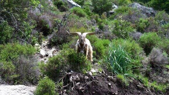 有角的山羊在科西嘉岛的山坡上吃东西
