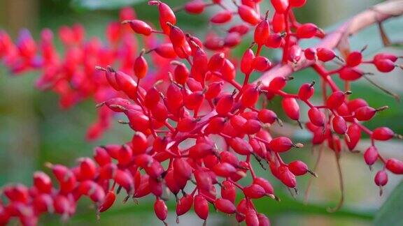一种美丽的红刺桐花