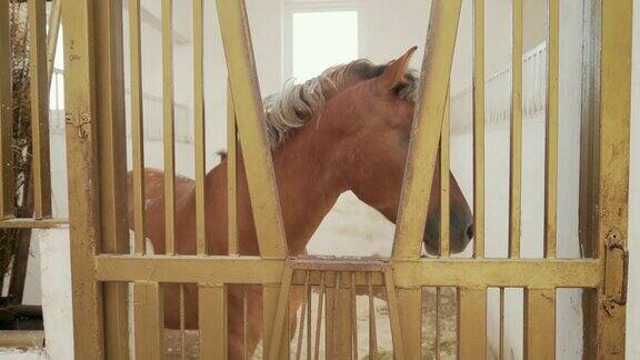马站在室内的马厩里