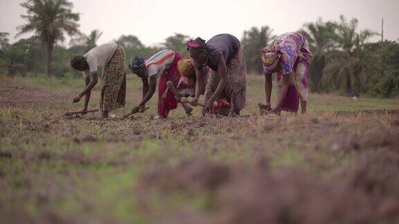 一群种植水稻的非洲女性农民