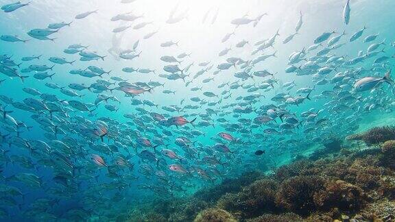 鱼群在印度尼西亚的科莫多国家公园里旋转镜头在水下慢慢移动接近一群游过的鱼