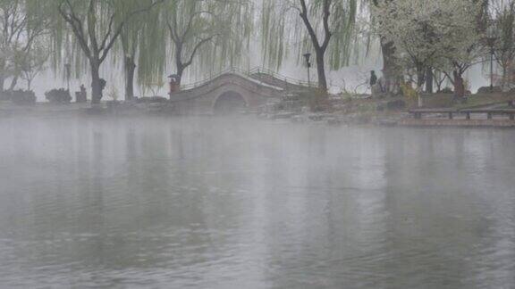 野鸭在春雨中嬉戏雾如梦幻