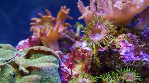 珊瑚礁上美丽的海葵