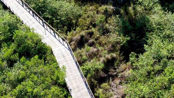 热带森林上空的木桥鸟瞰图