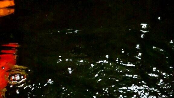 美丽多彩的日本锦鲤在清澈的水里慢慢地游动