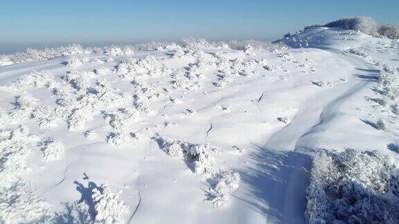 鸟瞰图的雪冠松林深雪覆盖白色帽子林地全景不同的视角